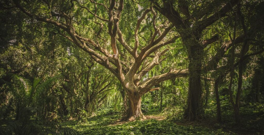 arbre de vie
